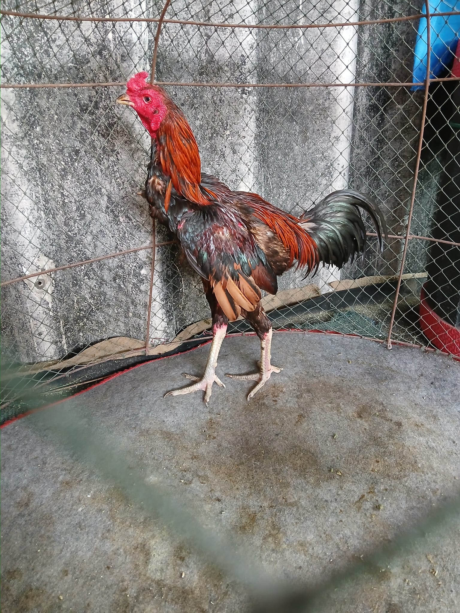 Manoch Muaksang