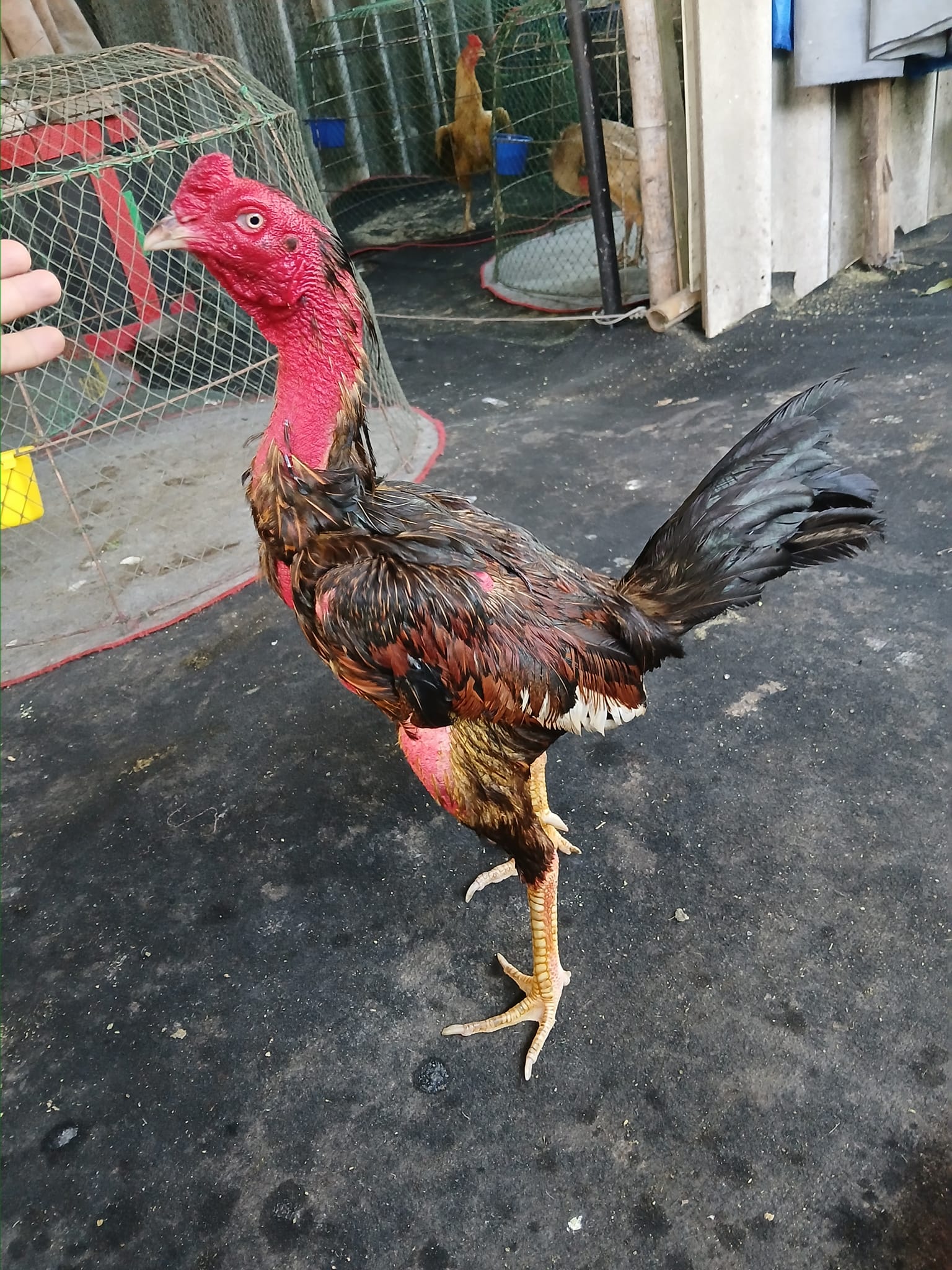Manoch Muaksang
