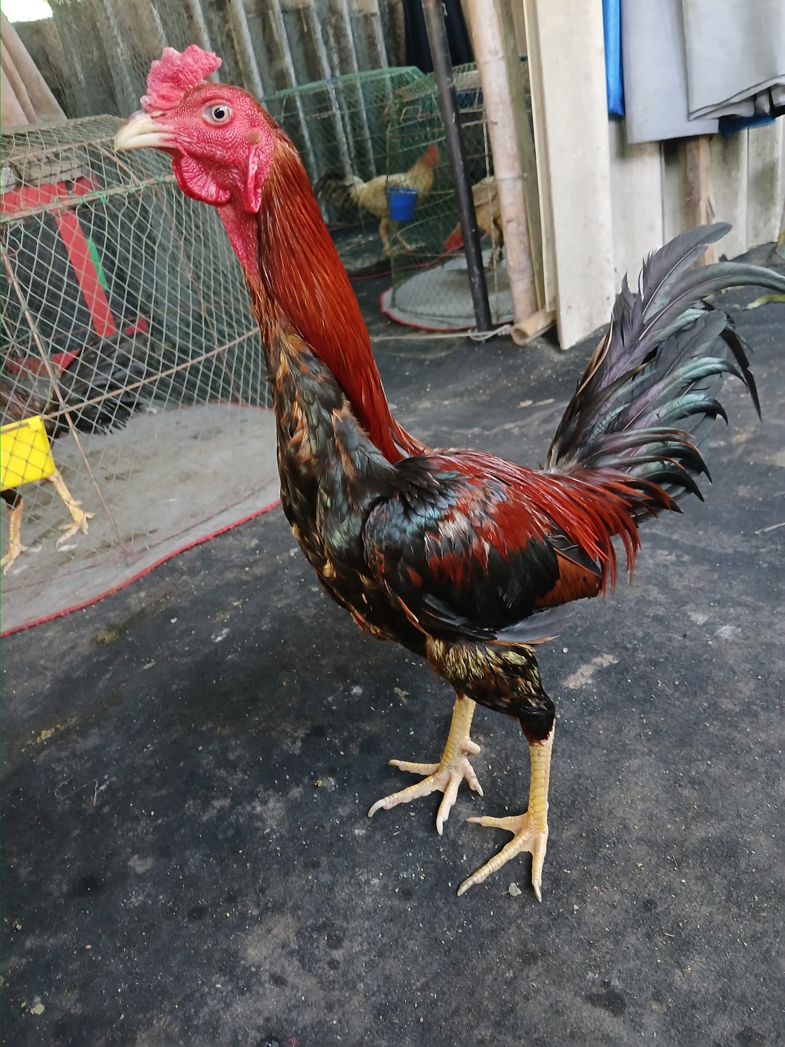 Manoch Muaksang