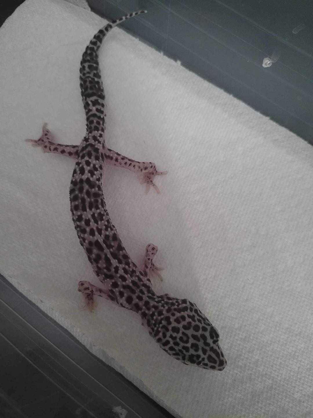 2 new intakes for our Nevada... - Ruby's Reptile Rodeo | Facebook