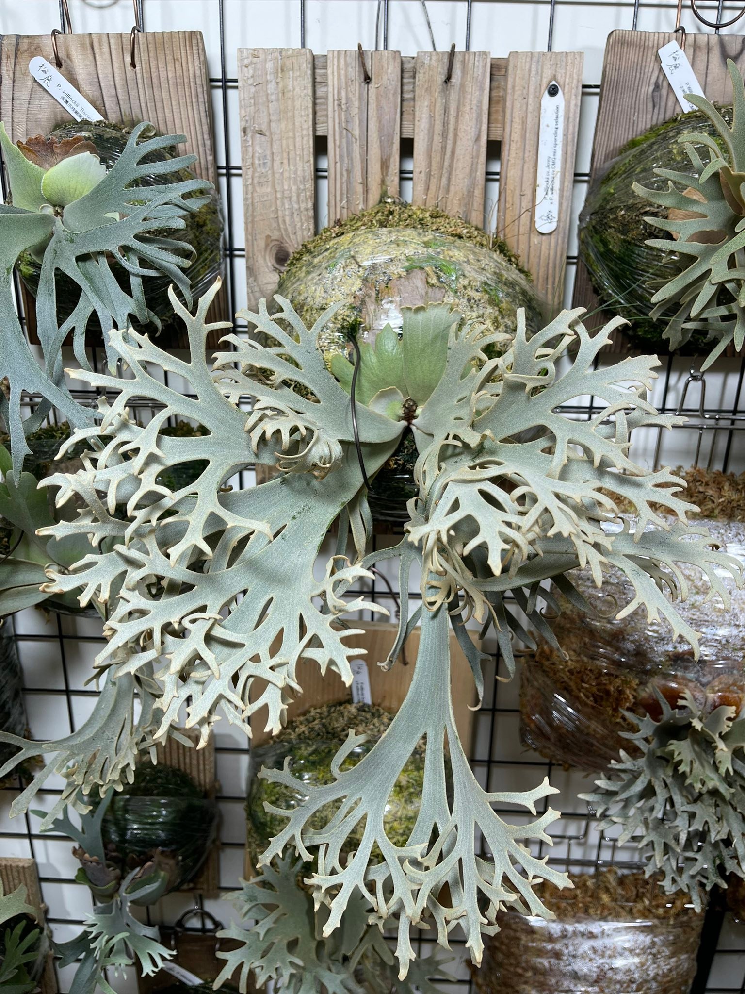 P.willinckii Jenny x OMG spore select 圖1為自留株參考圖234為競標株 