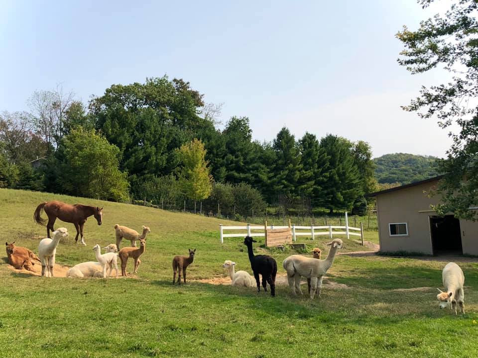 Double D Alpaca Ranch | Onalaska WI