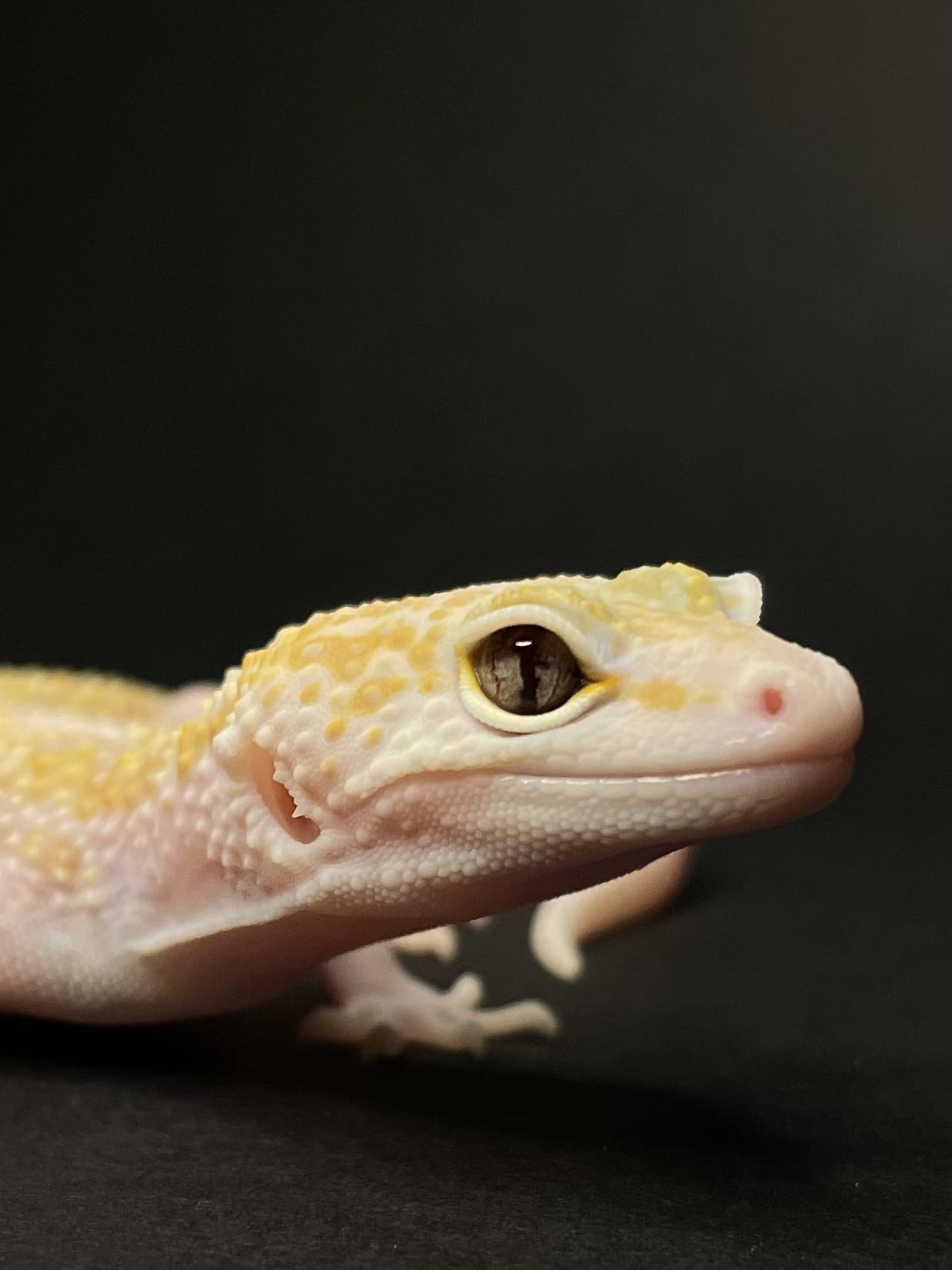 Geckos Village | Czestochowa
