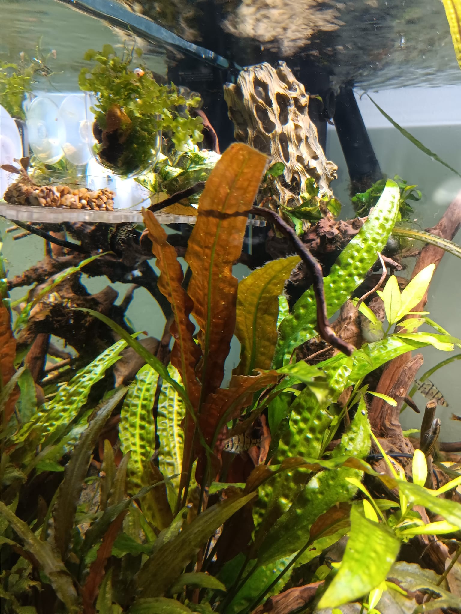 New species of cryptocoryne found in Philippines