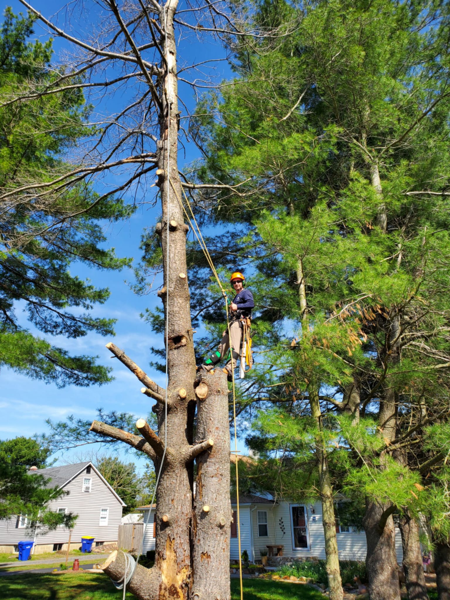 Top Notch Tree Service LLC... - Top Notch Tree Service LLC