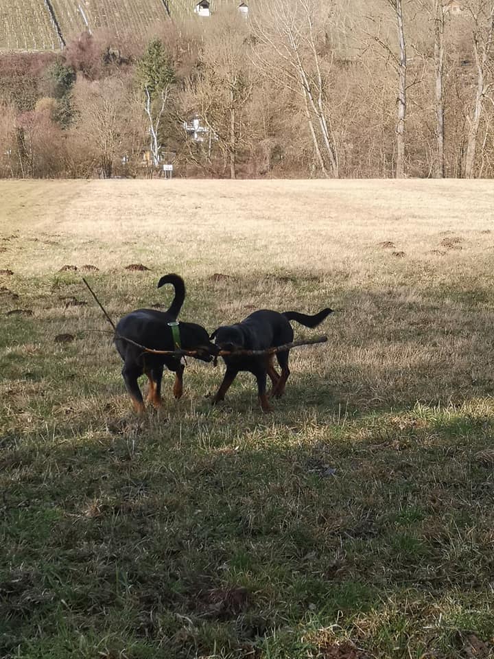 Schaut mal... - Rottweiler PACO - Der König der Vollidioten | Facebook