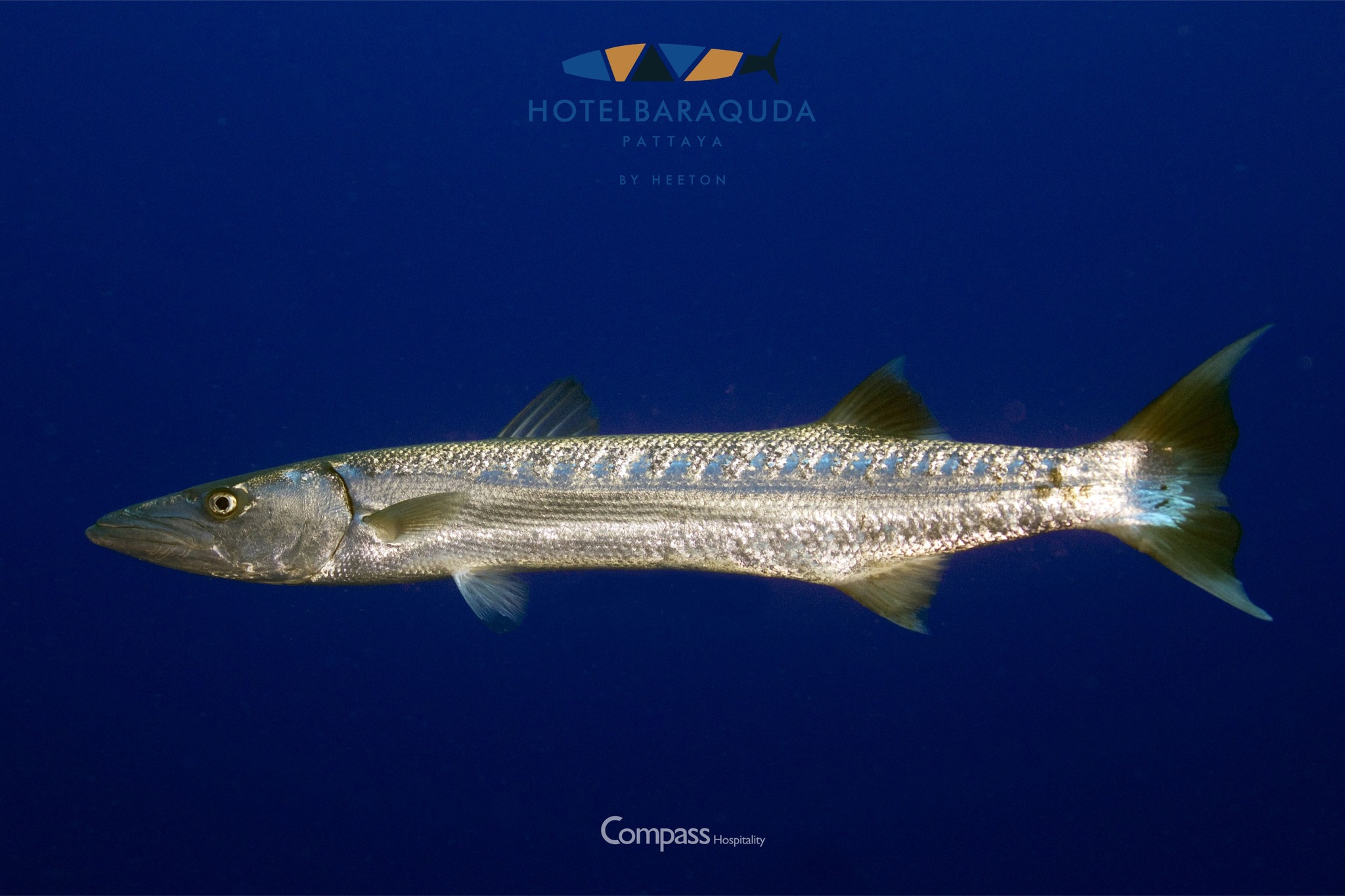 Hotel - Did you know why Baraquda is named after a fish? The barracuda ...