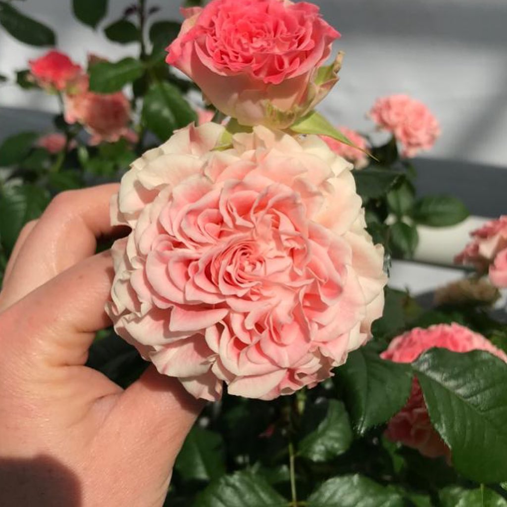 Today our Flow Rose ‘Fair Flow’ in... - Interplant Roses B.V. | Facebook