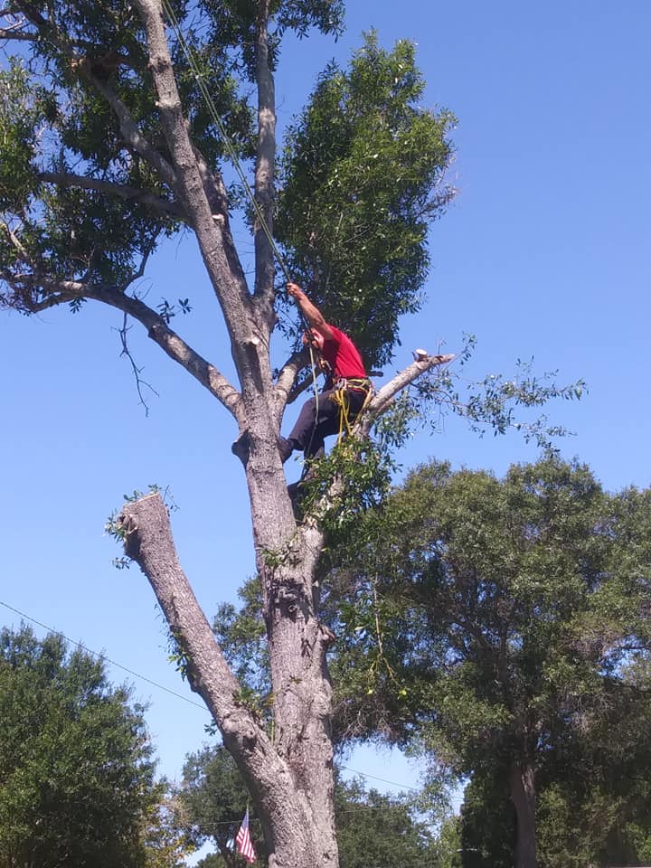 CPL Tree Service and Landscaping | Pinellas Park FL