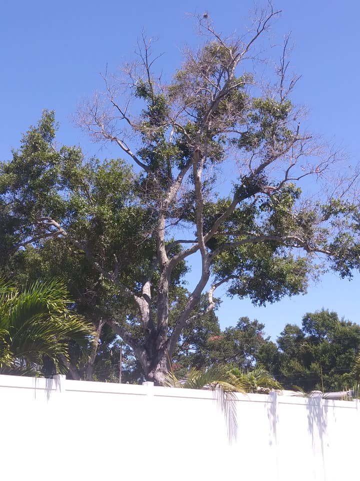 CPL Tree Service and Landscaping | Pinellas Park FL