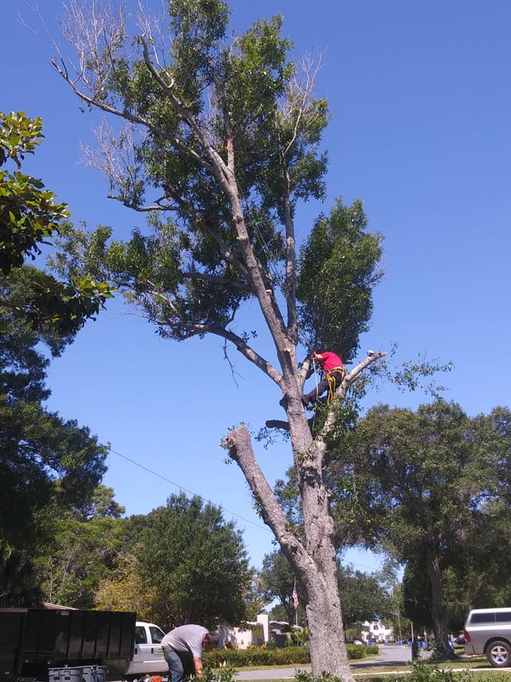 CPL Tree Service and Landscaping | Pinellas Park FL