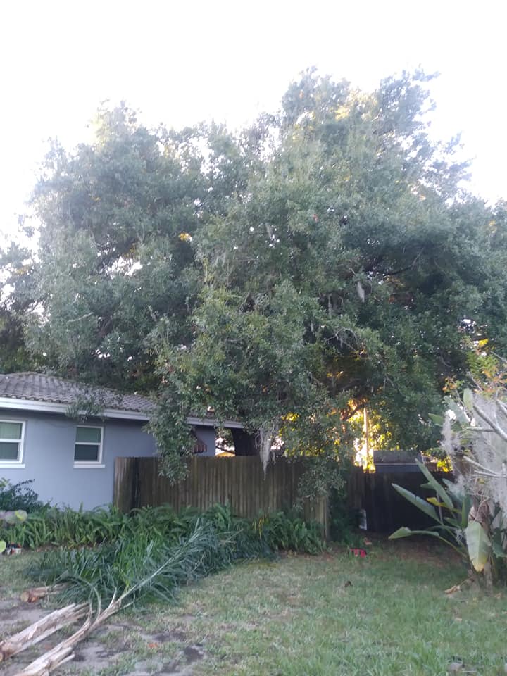 CPL Tree Service and Landscaping | Pinellas Park FL