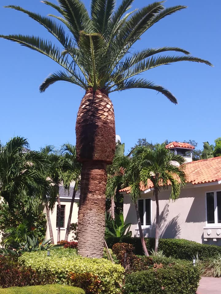 CPL Tree Service and Landscaping | Pinellas Park FL