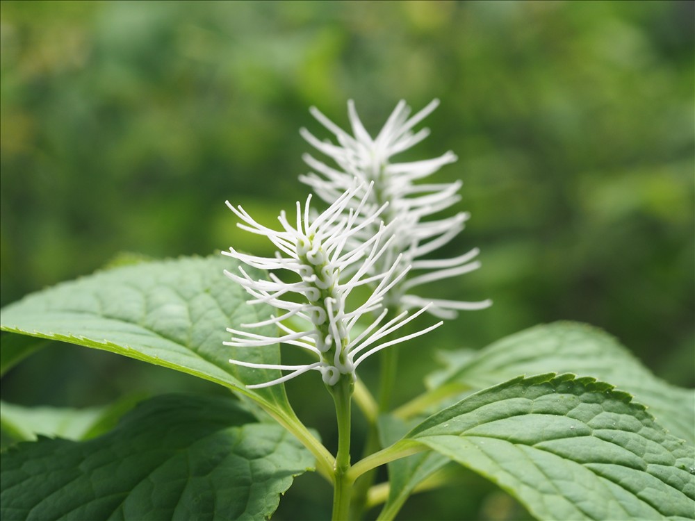 開花中の山野草・・・白い花3点です。カナダコマクサのD.カナデンシス