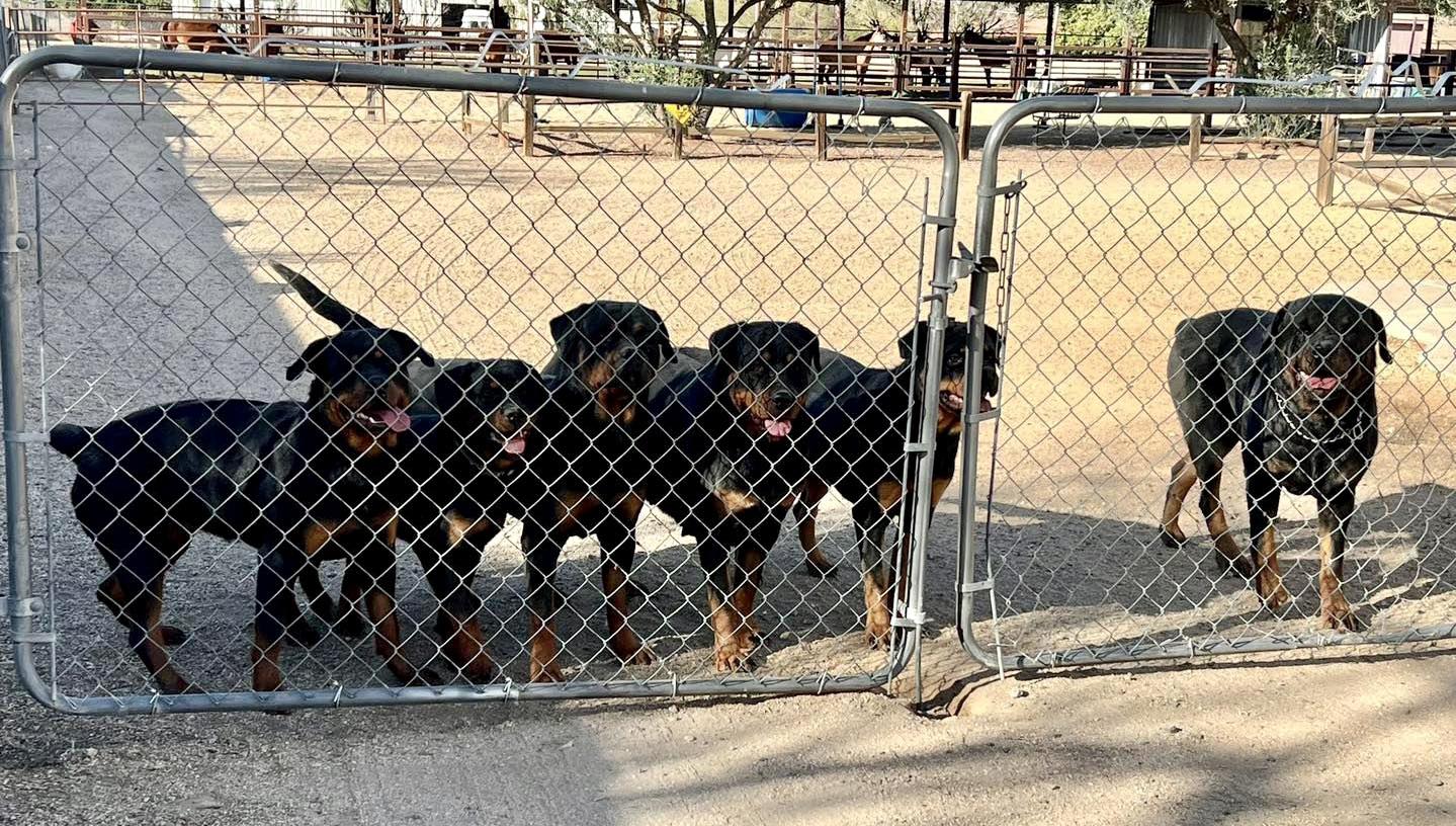 HB Rottweilers - We are excited to announce that we will... | Facebook