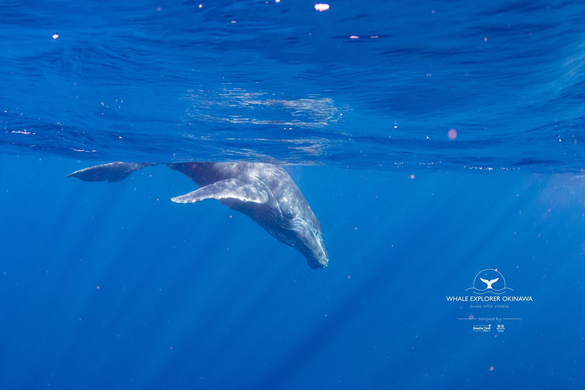#座頭鯨浮潛 又到了我們的包船鯨魚浮潛日!!😁... - Whale Explorer Okinawa 沖繩與鯨共游 | Facebook