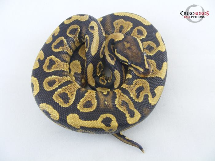 Ouroboros Ball Pythons | London ON