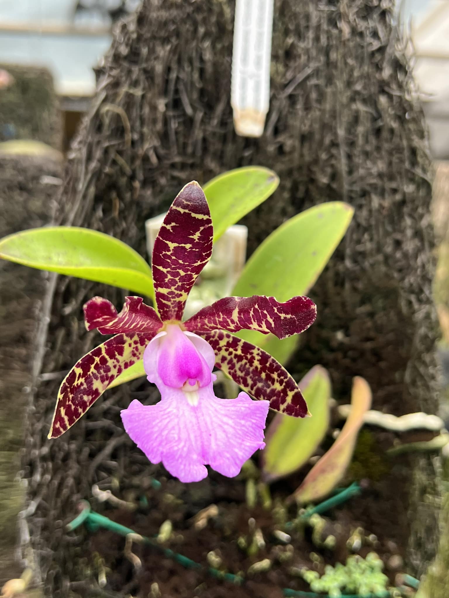 Cattleya aclandiae Albescens a new colorful result of our MZ