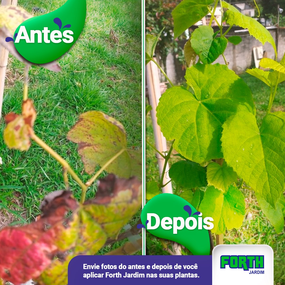 Forth Jardim - A diferença entre o antes e o depois dessa...