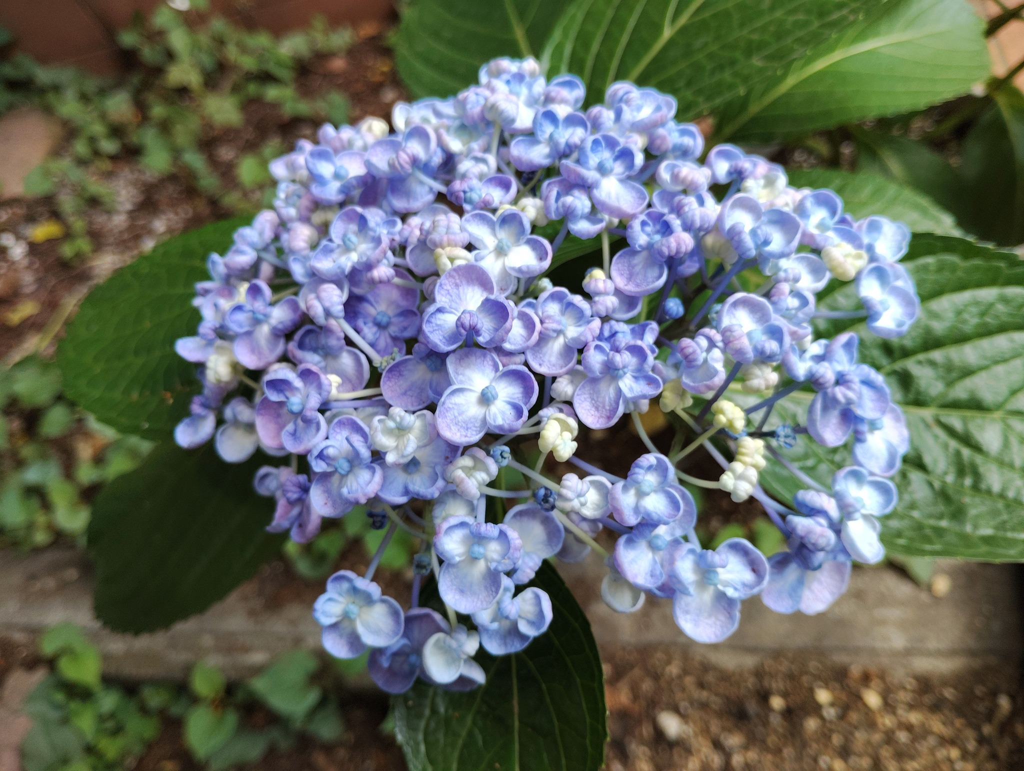 ポップコーン｣と呼ばれる紫陽花。本当に弾けたポップコーンのような 