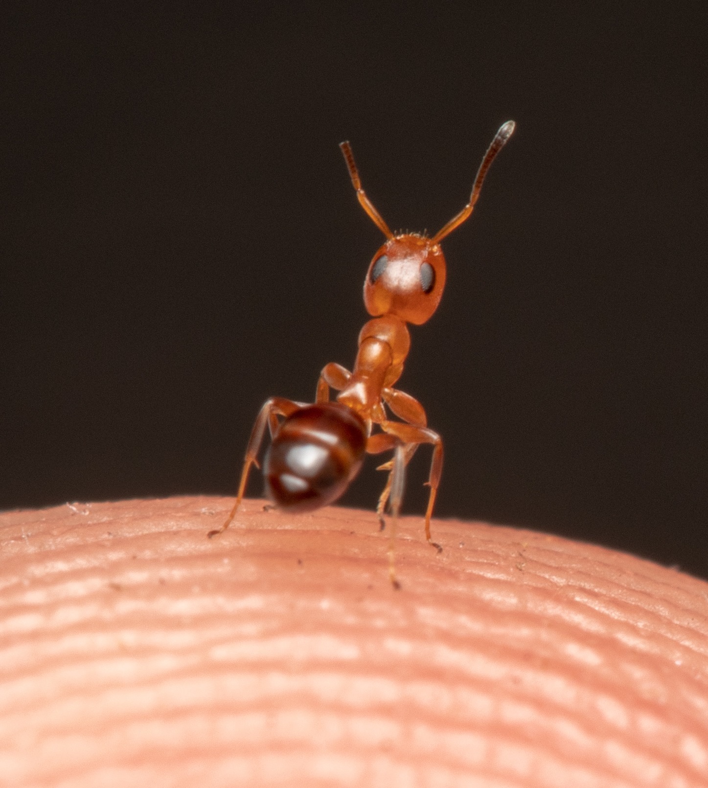 Australian Academy of Science - Are global insect declines putting this ...