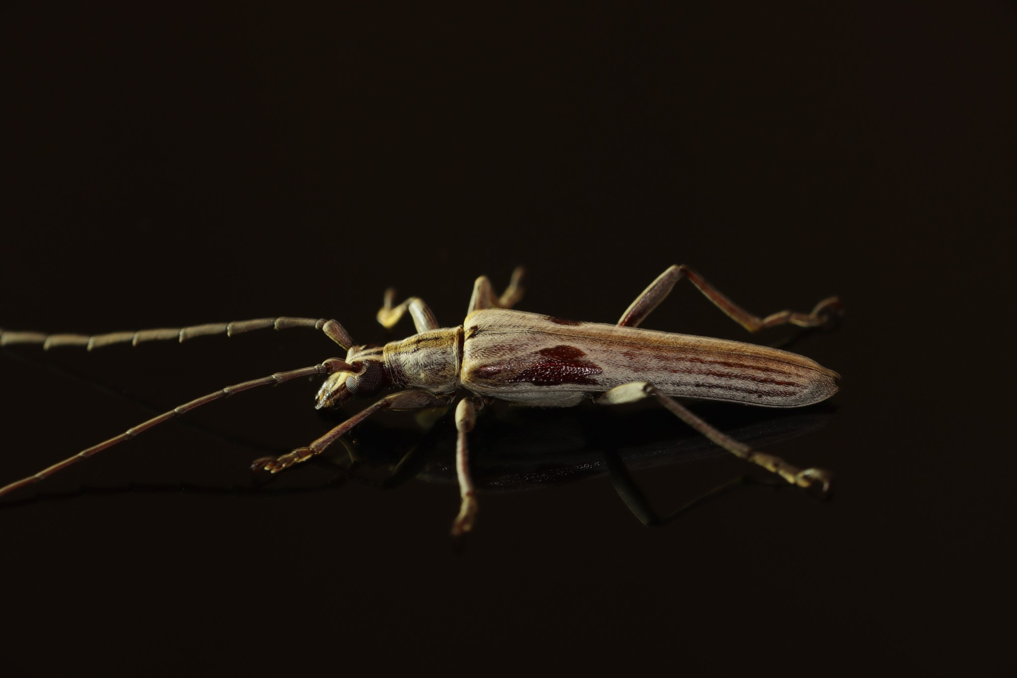 Longicorn Beetle *Rhytiphora saundersii *BL 25mm Merredin WA