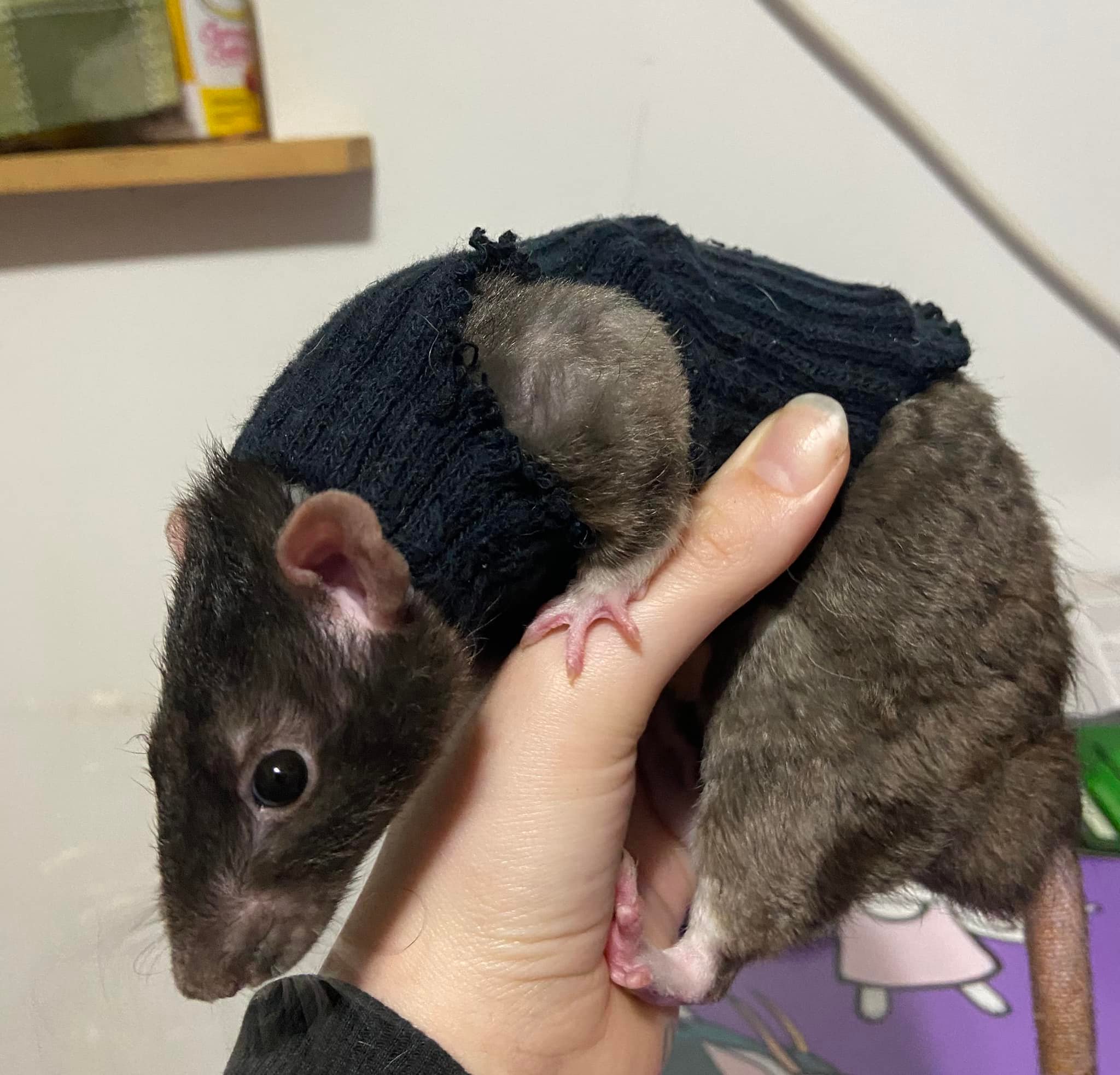 cut some holes in a sock and made a cute sweater for my boys, 3 