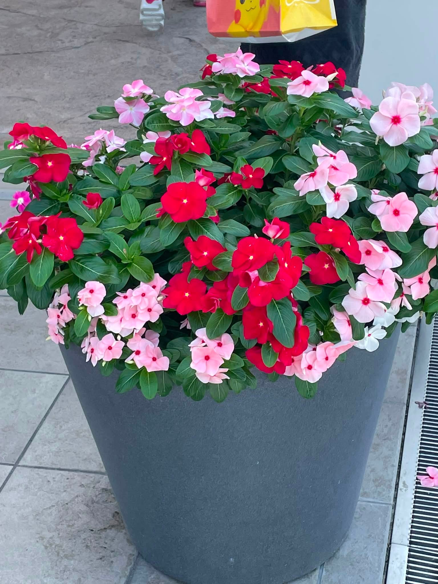 今日もお花さん達は、元気に綺麗に咲いてくれていました。🥰