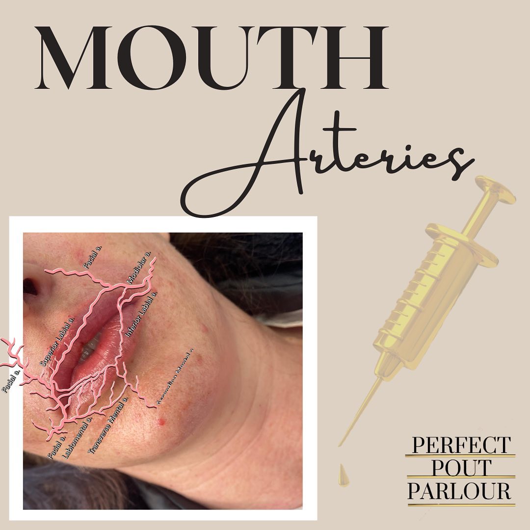 DID YOU KNOW? Arteries are a type... - Perfect POUT Parlour | Facebook