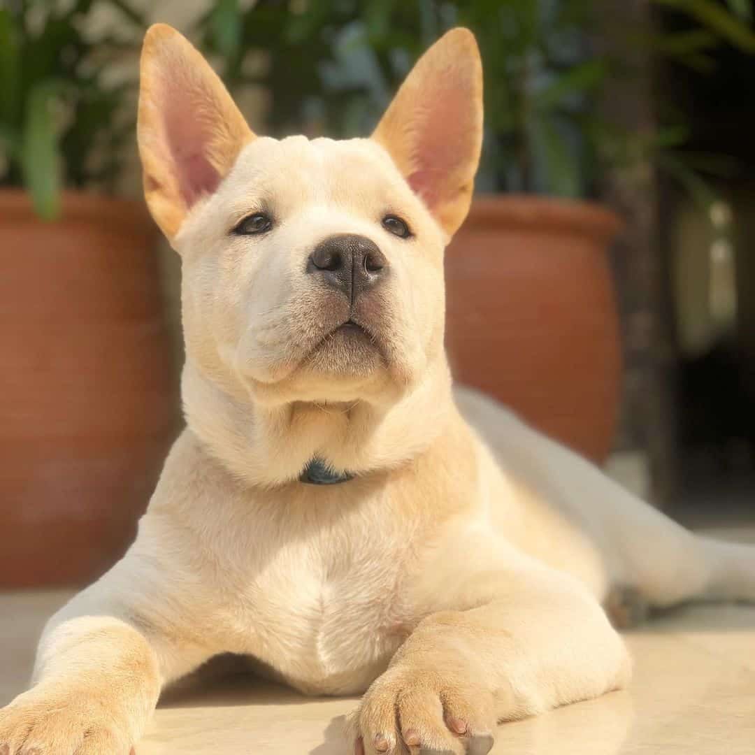 pitbull terrier chow chow pitbull mix puppies