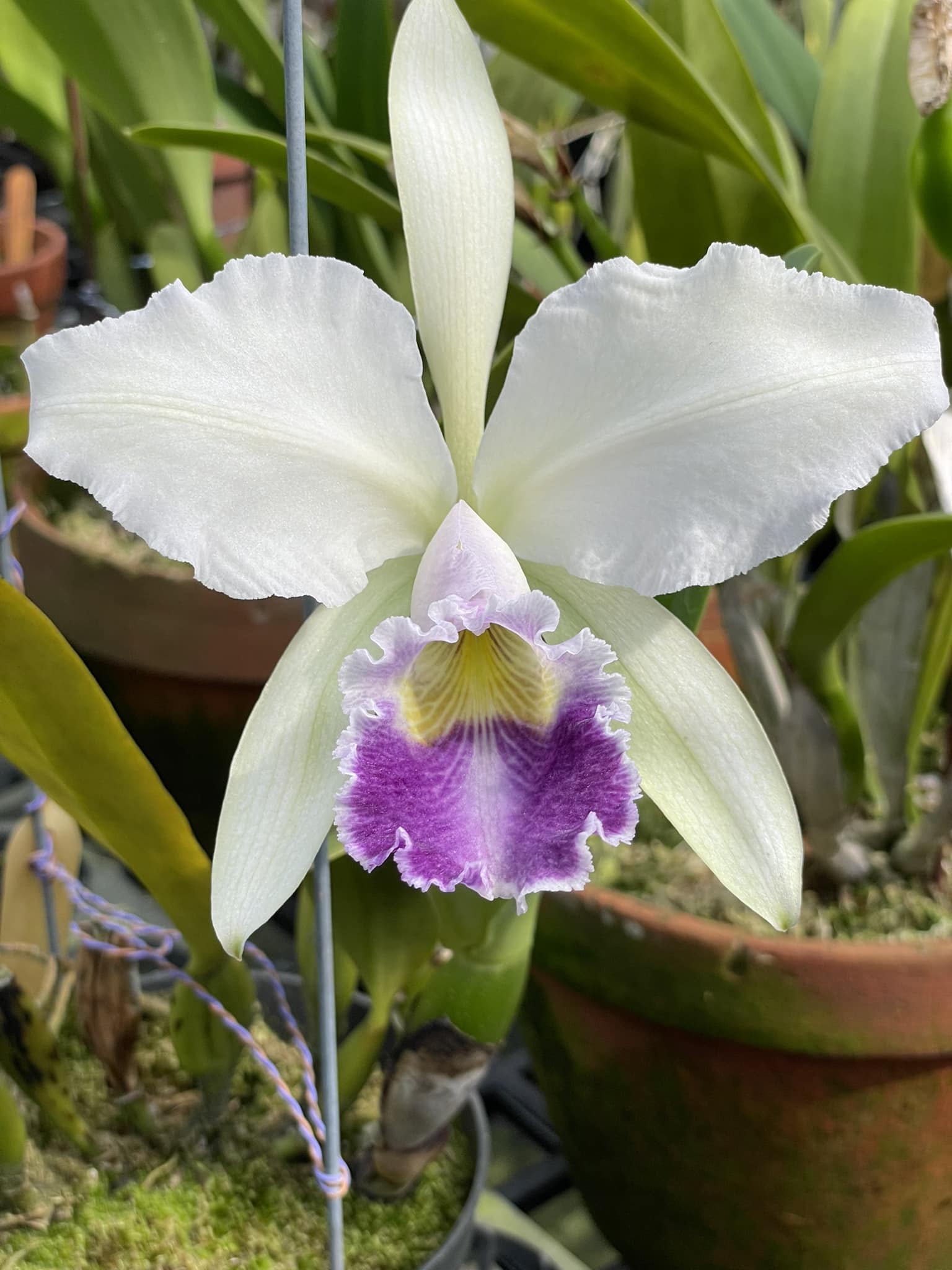 Cattleya Gaskell-Pumila 'Azure Star' HCC/AOS blooms