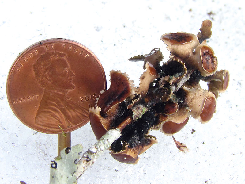 Five species of Nephroma are... - Mount Rainier National Park