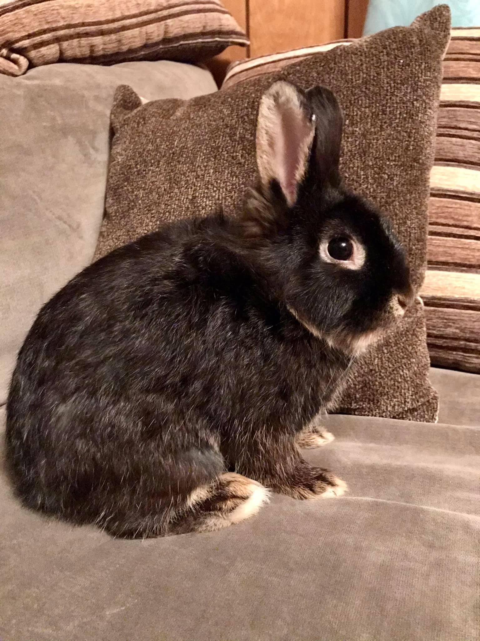 CottonTail Rabbit Rescue