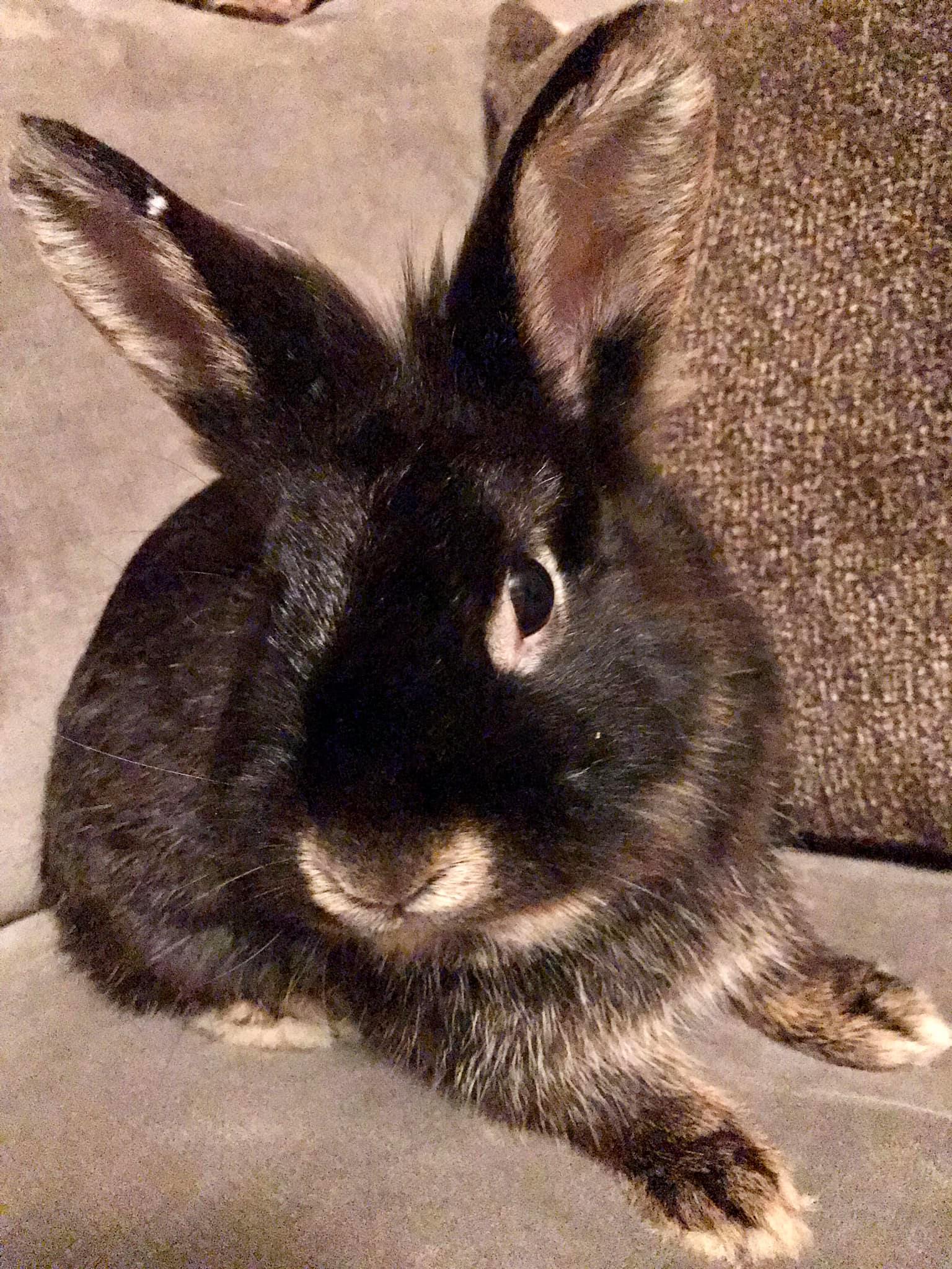 CottonTail Rabbit Rescue