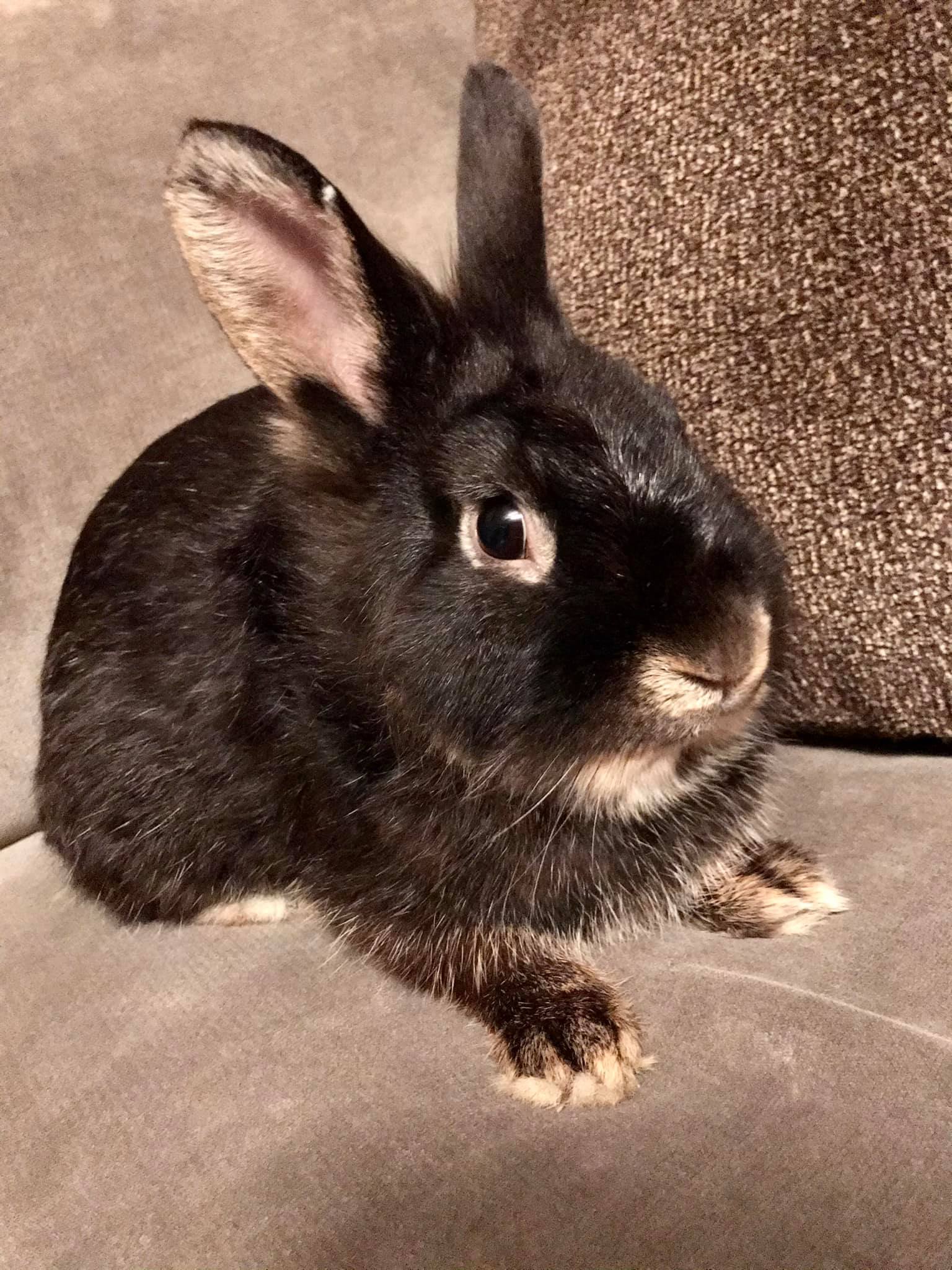 CottonTail Rabbit Rescue