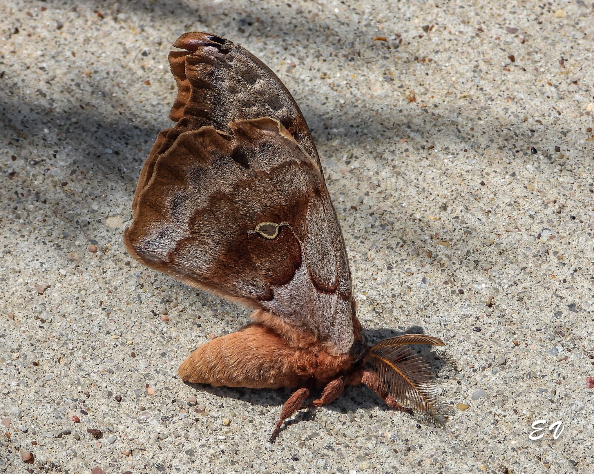 Is this a Black Witch moth in Brown County, SD?