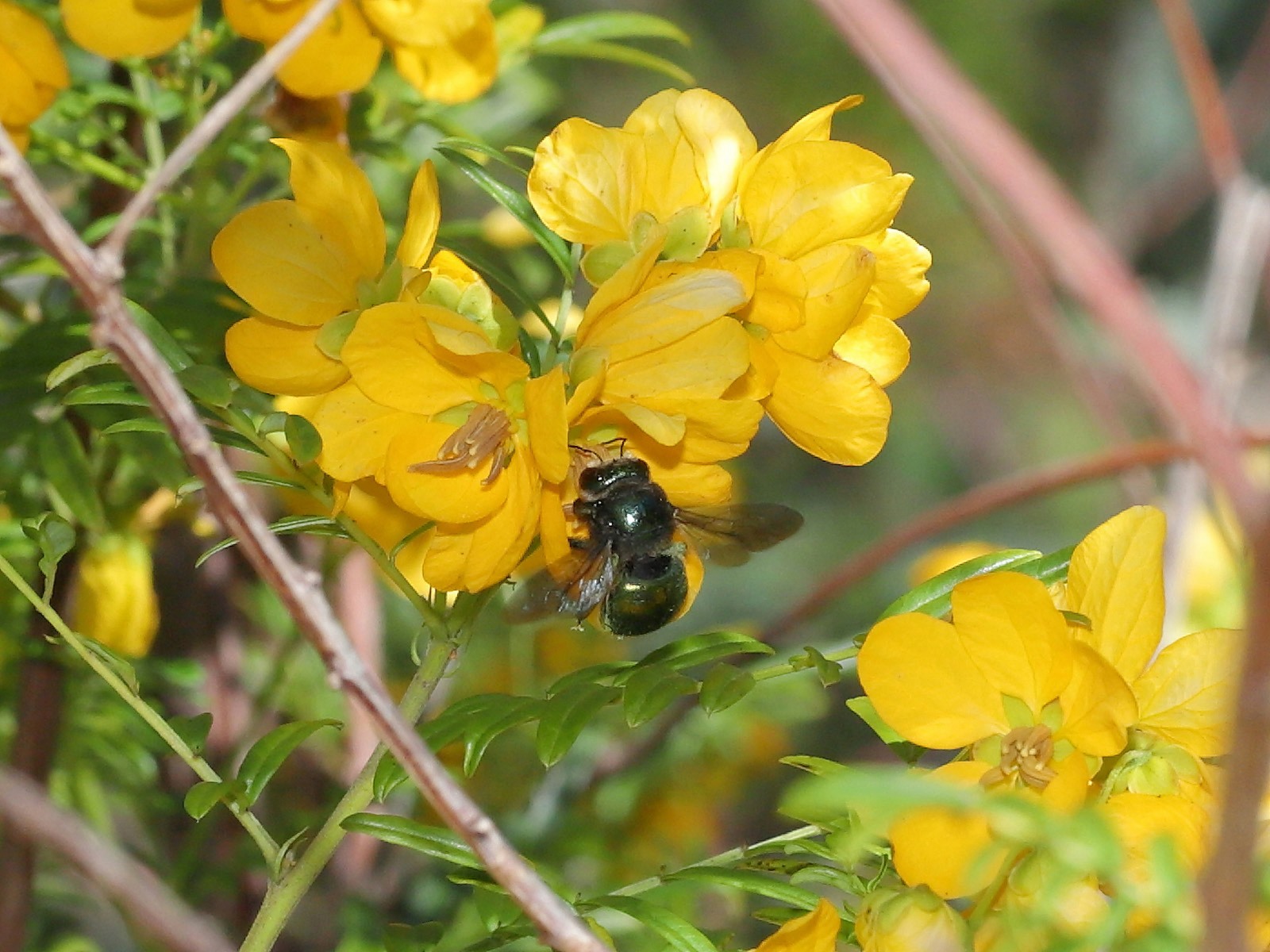 Parks - Just in time for Australian Pollinator Week! Earlier this month ...