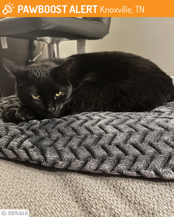 Craigslist Pets Knoxville Tn