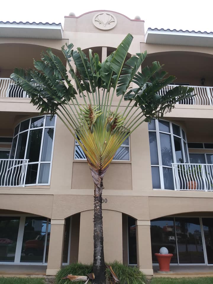 CPL Tree Service and Landscaping | Pinellas Park FL