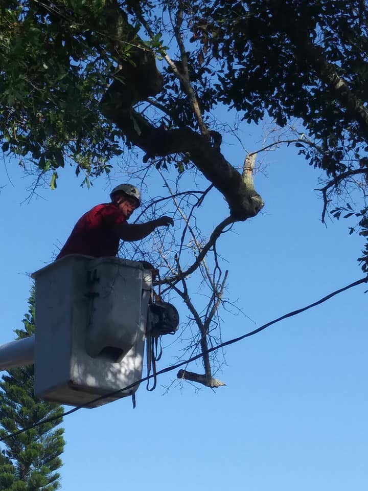 CPL Tree Service and Landscaping | Pinellas Park FL