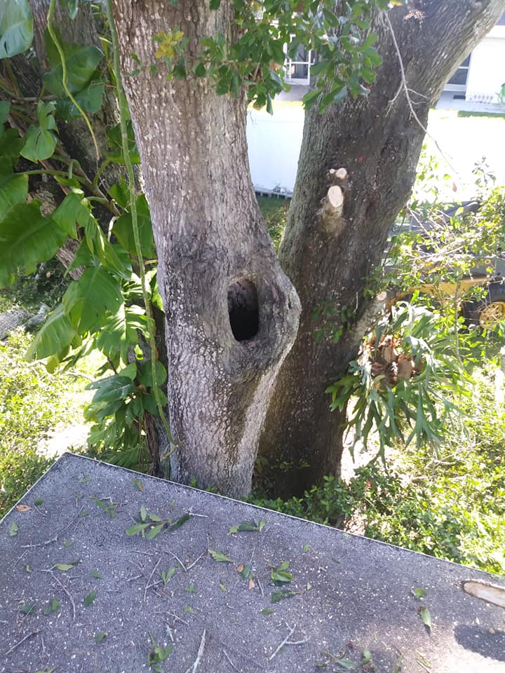 CPL Tree Service and Landscaping | Pinellas Park FL