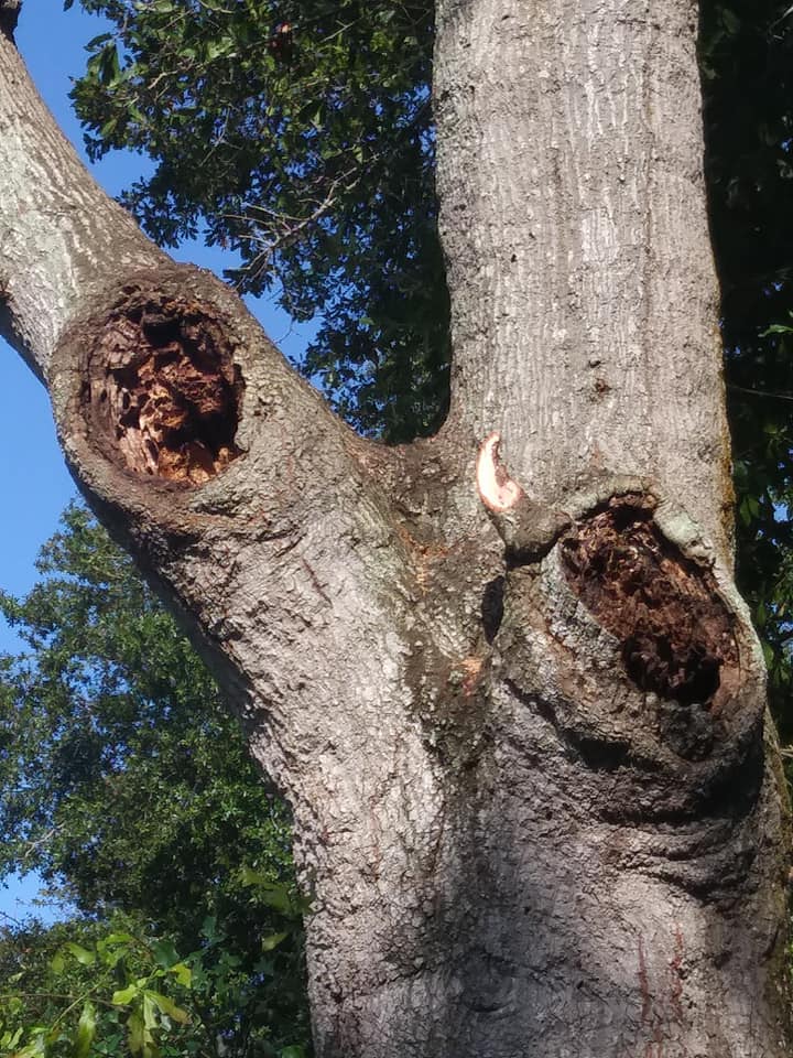 CPL Tree Service and Landscaping | Pinellas Park FL