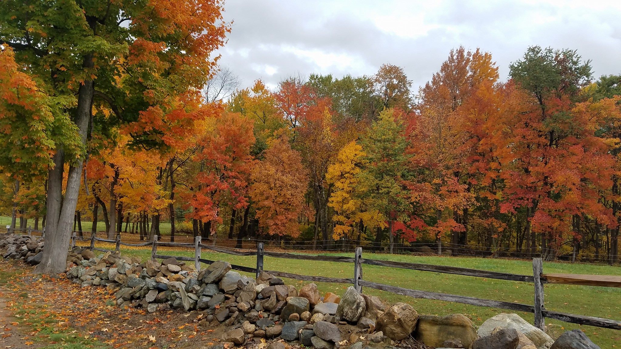 Equine Sports Massage by Lisa Roddy | South Windsor CT