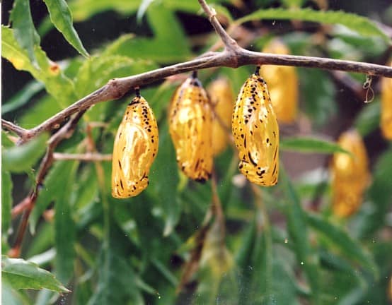 What's happening with the butterfly pupa in Okinawa, Japan?