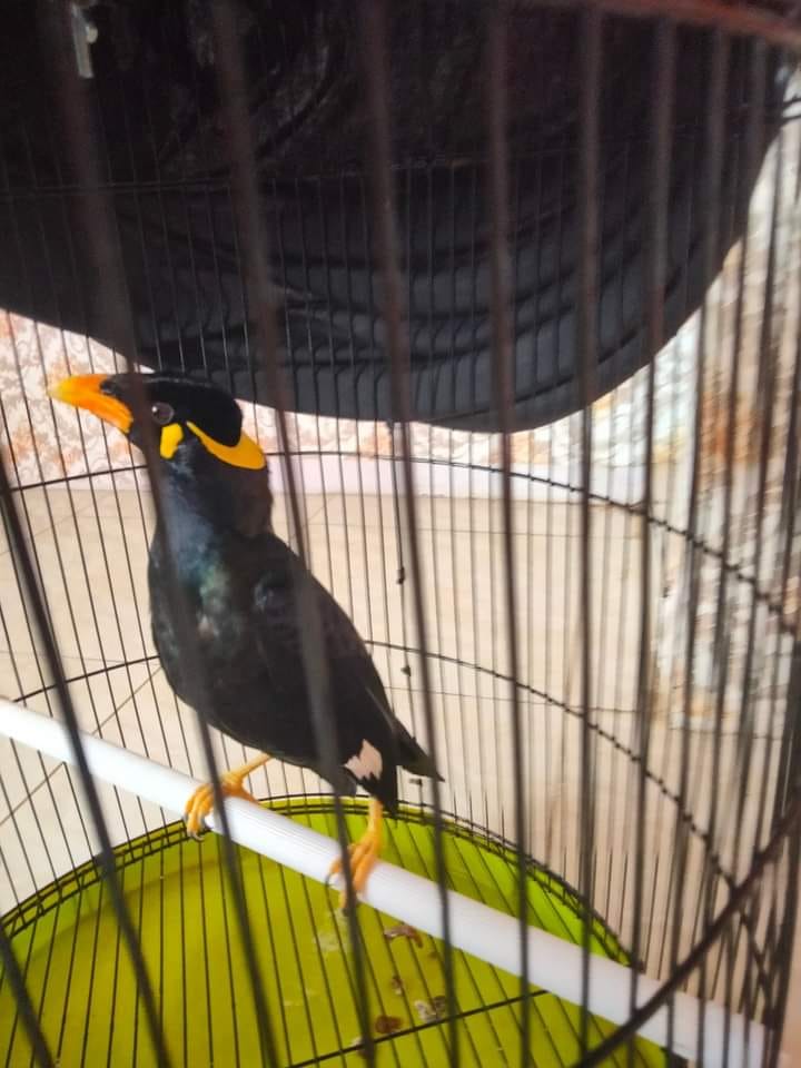 Burung beo / tiung Lubuklinggau dan sekitarnya | Facebook