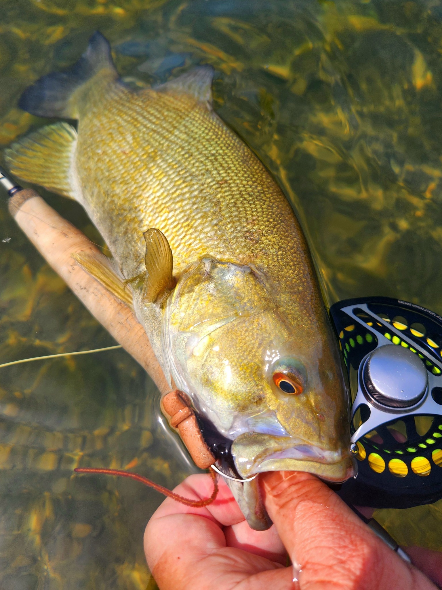bar fishing rod and reel Reaction Tackle Spinning Combo – Predator Pro Fiber Glass Rod Length echoMAP CHIRP 93 Box Money Options:$230 Box DAIWA Saltist 40H Star