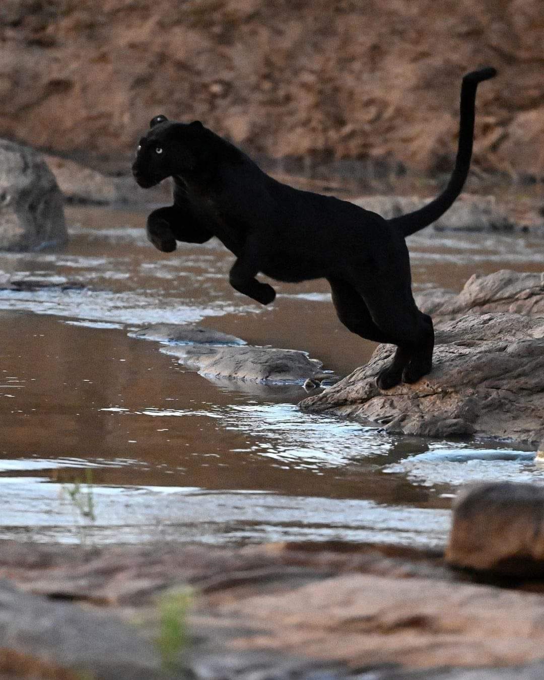 The incredible black leopard.