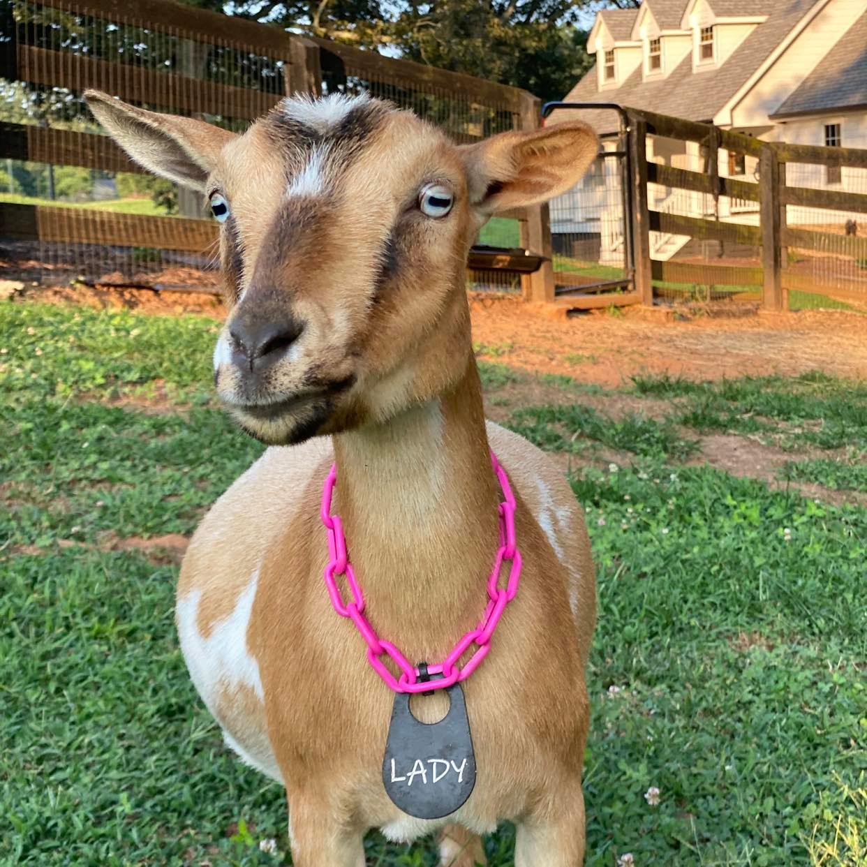 Rolling Thunder Ranch | Canton GA