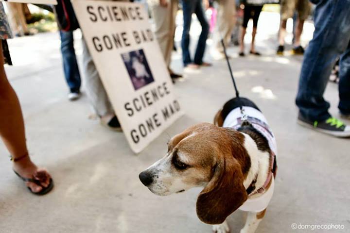 ️ ADD YOUR NAME FOR THE DOGS: Beagles... - Rise for Animals | Facebook