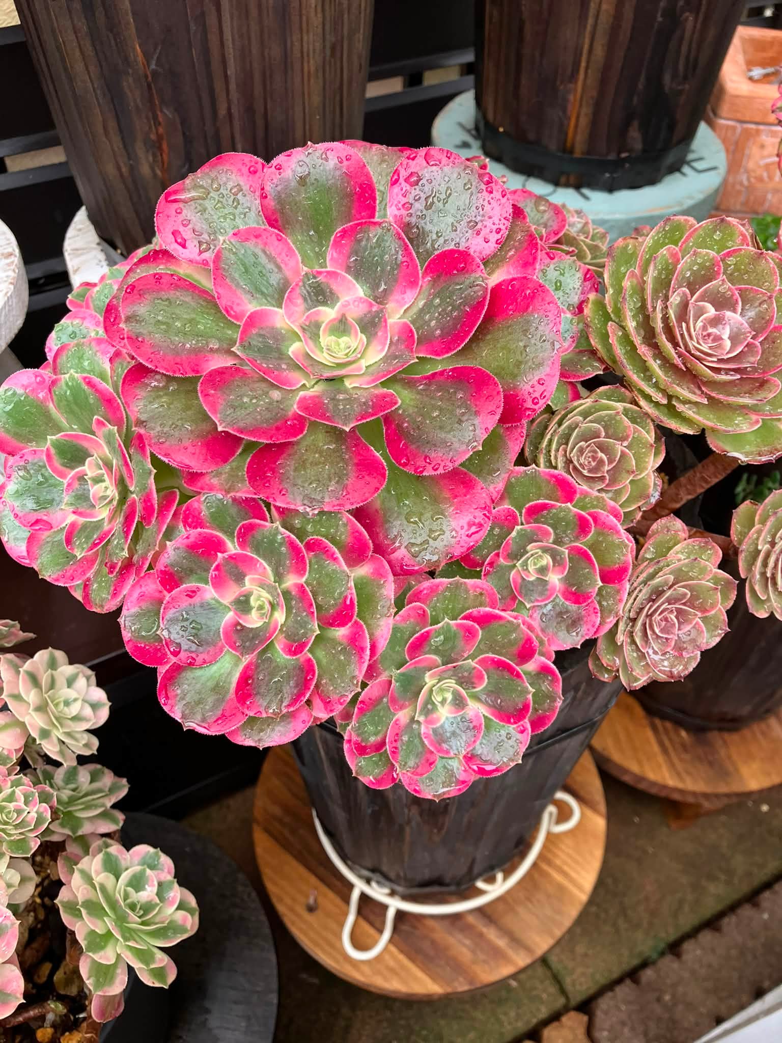 こんばんは🌛 今年の1月から多肉植物に興味を持ち始めて、色々集めまし
